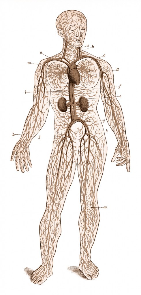 stockvault-human-blood-circulation-circa-1911148448